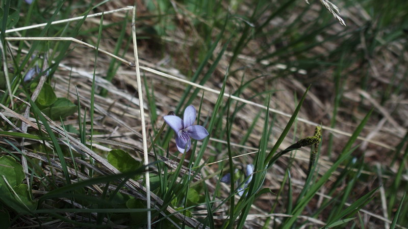 Viola palustris / Viola palustre