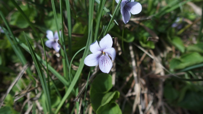 Viola palustris / Viola palustre