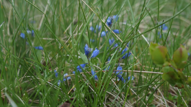 Veronica?? no, Polygala sp.
