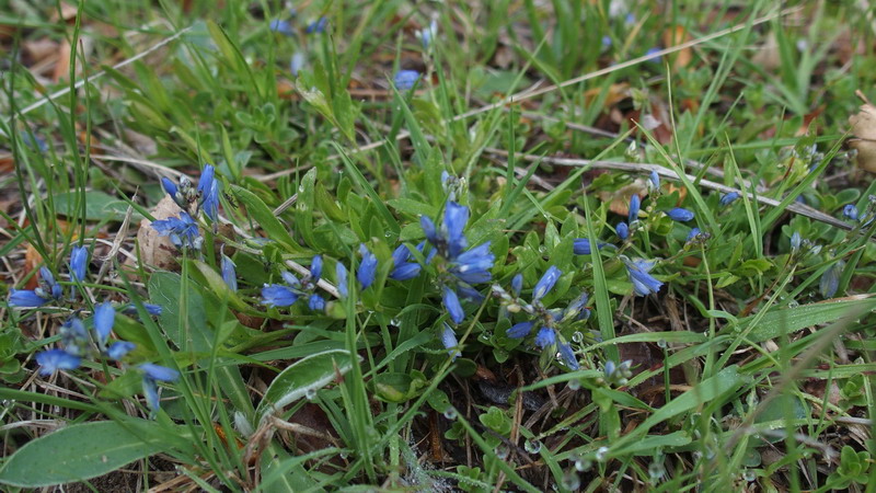 Veronica?? no, Polygala sp.