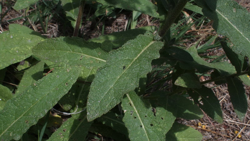 Sulle dune - Verbascum sinuatum