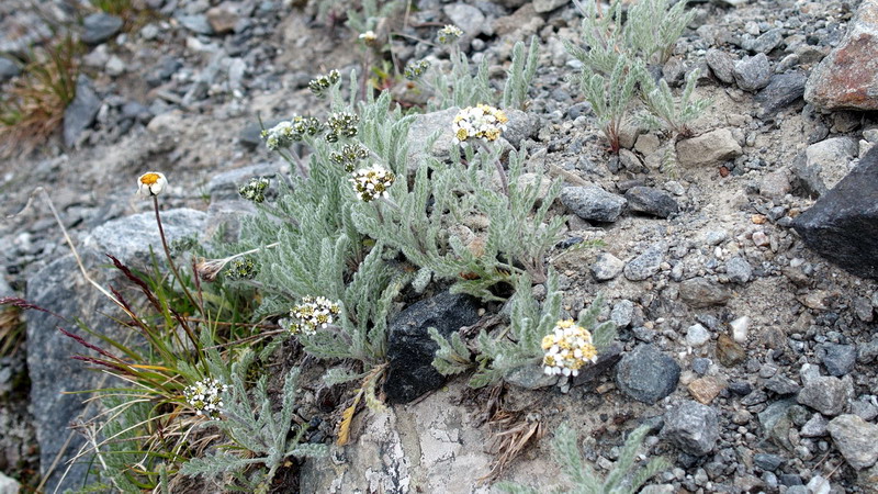 Achillea nana / Millefoglio nano