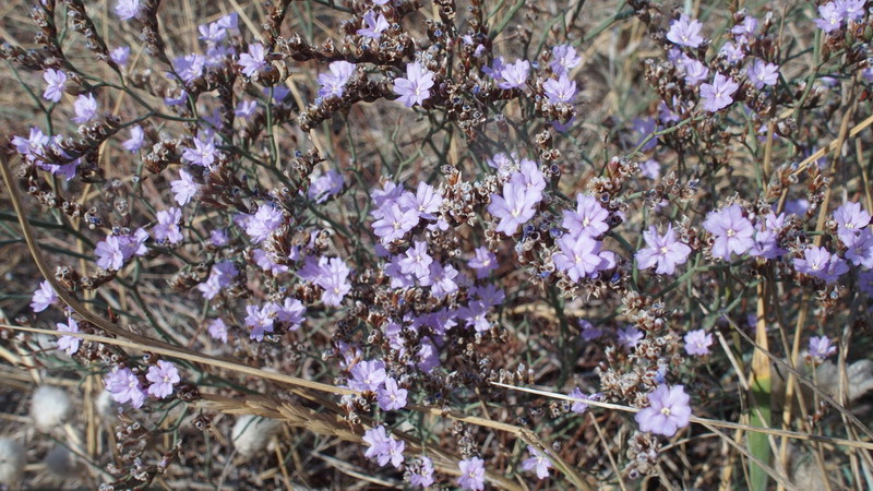 Pianta 3 - Limonium sp.