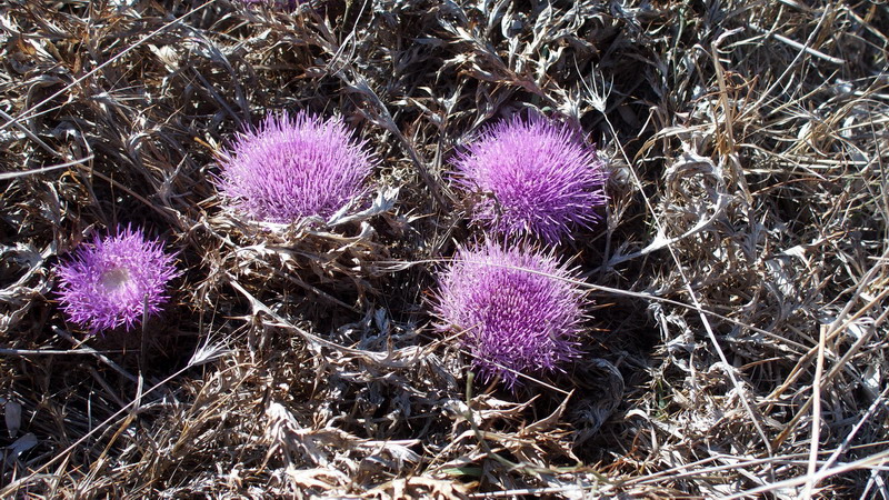 Carlina gummifera