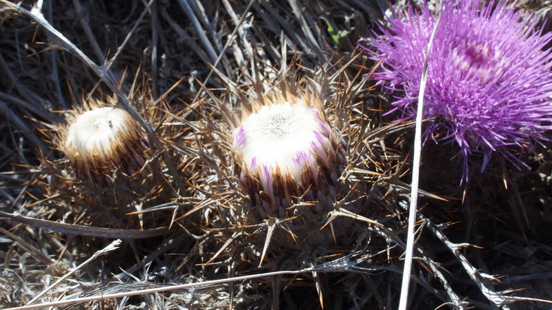 Carlina gummifera