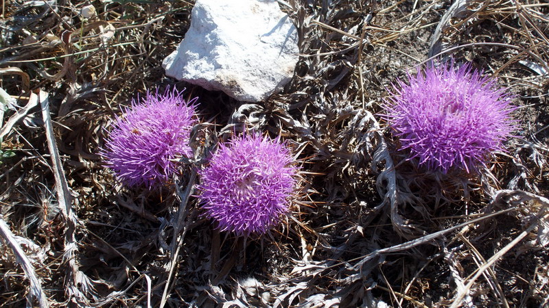 Carlina gummifera