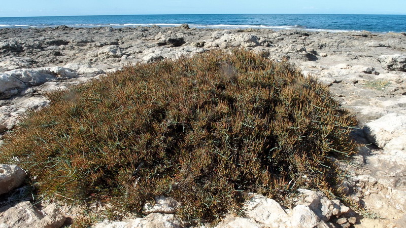 Pianta 7 - Salicornia sp.