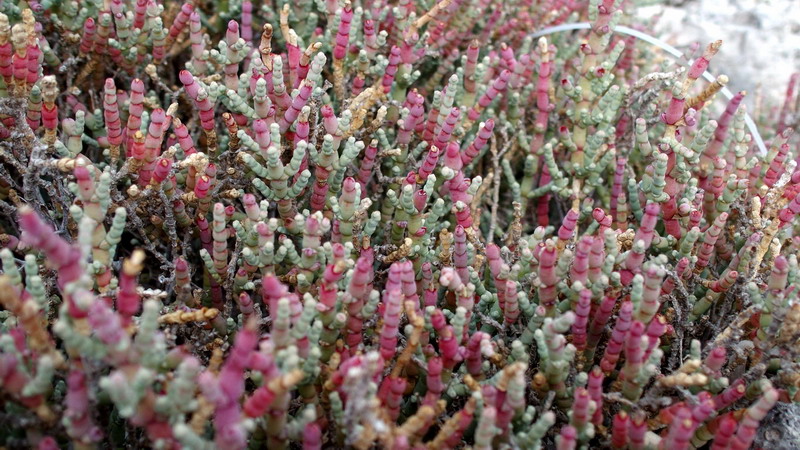 Pianta 7 - Salicornia sp.