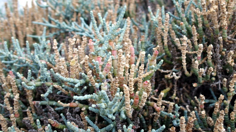 Pianta 7 - Salicornia sp.
