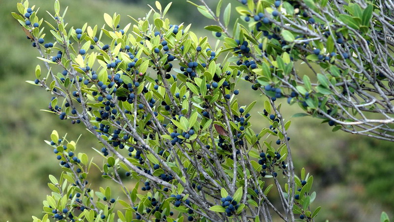 Pianta 8 - Phillyrea angustifolia