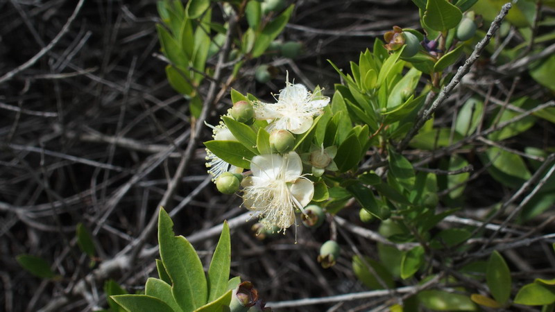 Pianta 11 - Myrtus communis