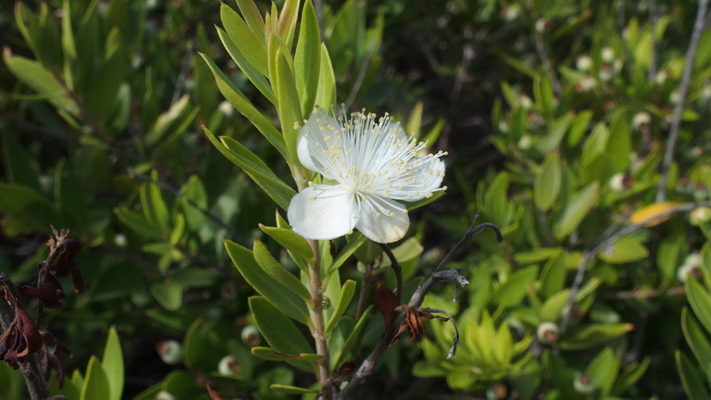 Pianta 11 - Myrtus communis