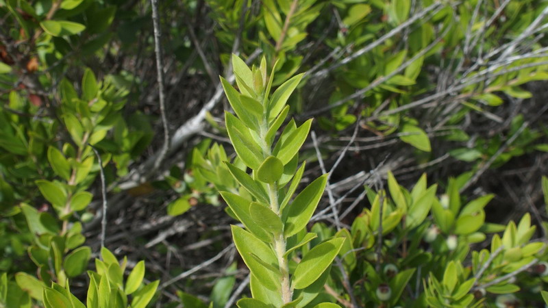Pianta 11 - Myrtus communis