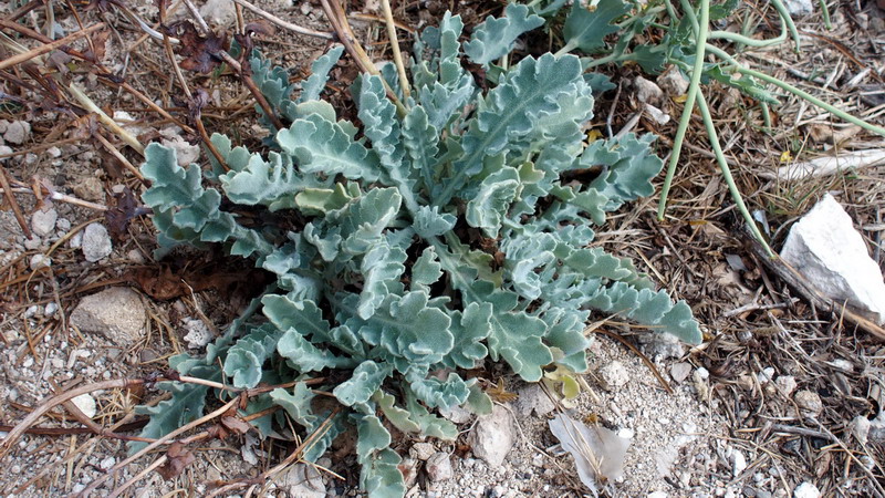 Glaucium flavum