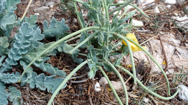 Glaucium flavum