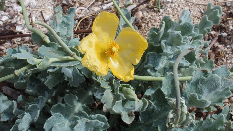 Glaucium flavum