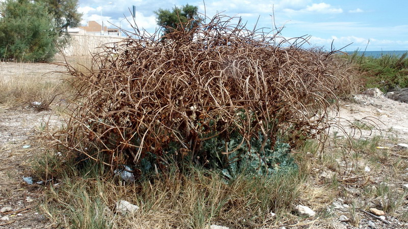 Glaucium flavum