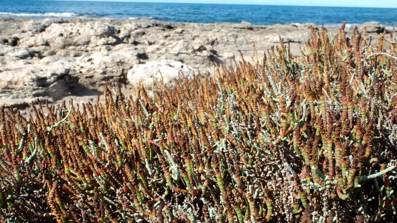 Pianta 7 - Salicornia sp.