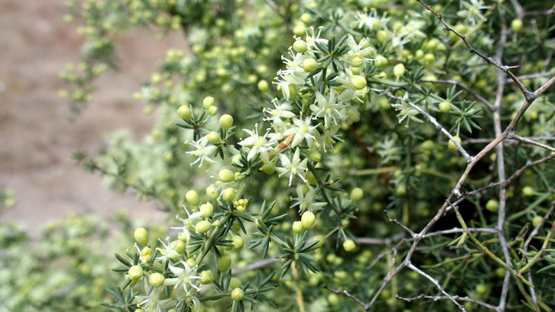 Asparagus acutifolius