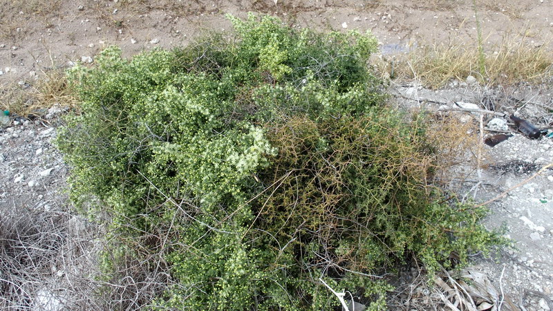 Asparagus acutifolius