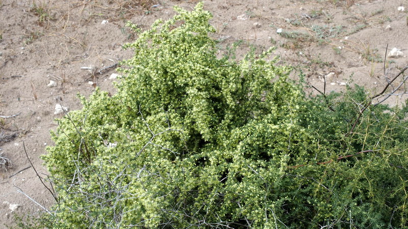 Asparagus acutifolius