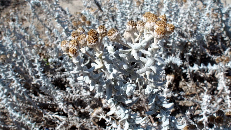 Achillea maritima