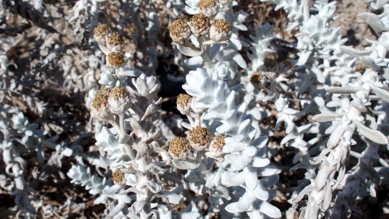 Achillea maritima