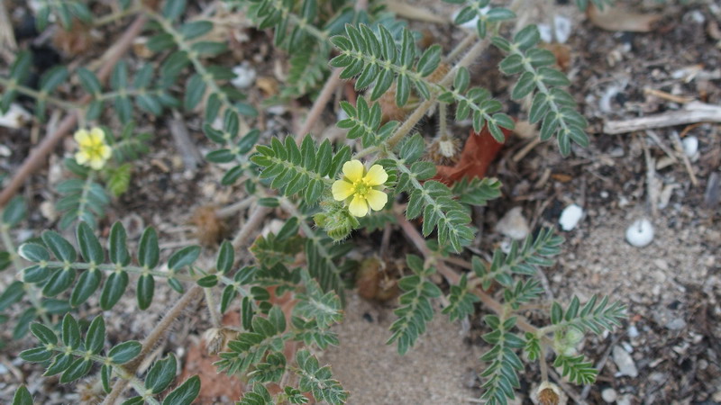 Tribulus terrestris / Tribolo comune