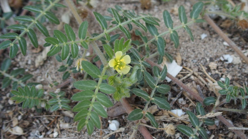 Tribulus terrestris / Tribolo comune