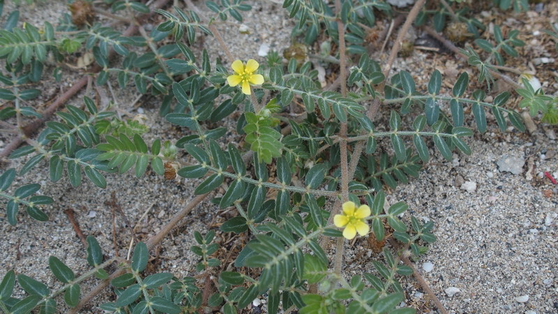 Tribulus terrestris / Tribolo comune