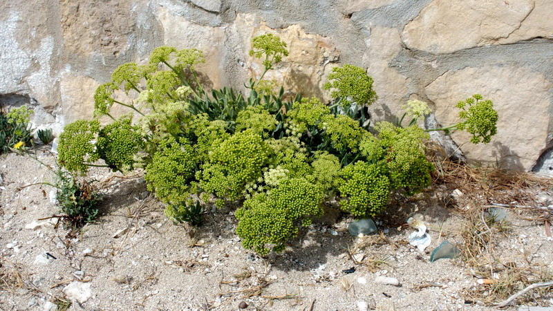 Crithmum maritimum / Finocchio marino