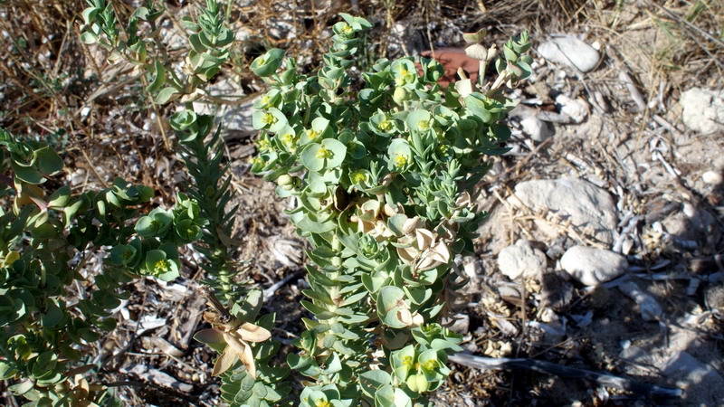 Euphorbia paralias / Euforbia marittima