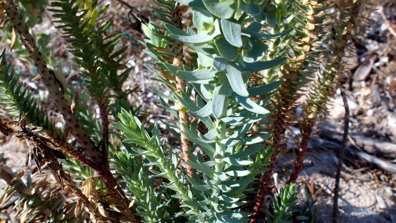 Euphorbia paralias / Euforbia marittima