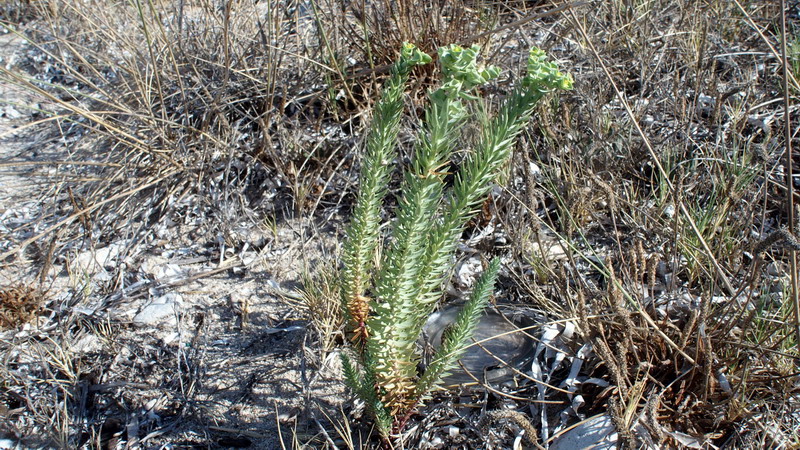 Euphorbia paralias / Euforbia marittima