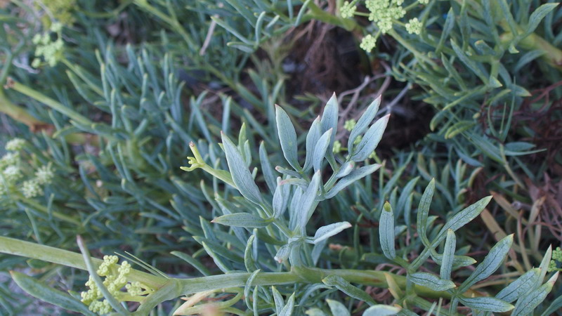 Crithmum maritimum / Finocchio marino