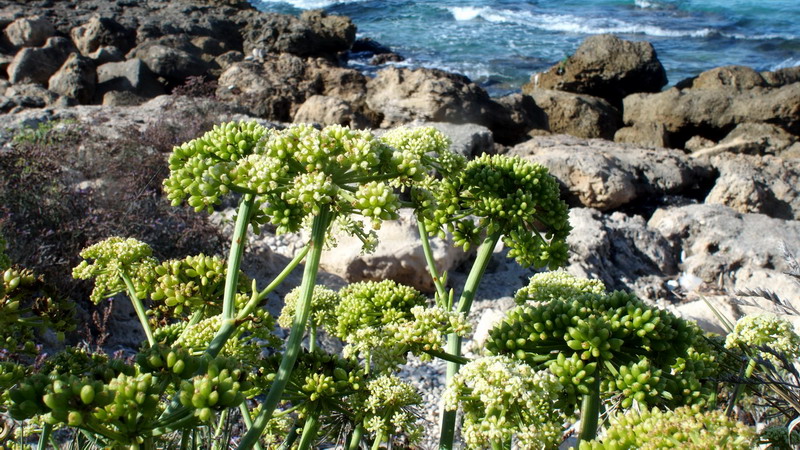 Crithmum maritimum / Finocchio marino