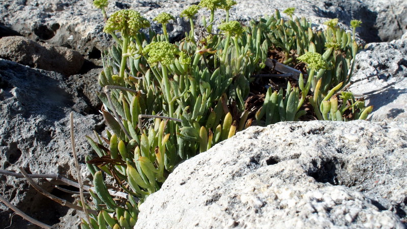 Crithmum maritimum / Finocchio marino