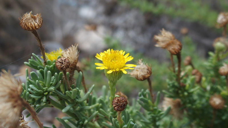 Limbarda crithmoides