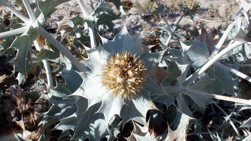 Eryngium maritimum