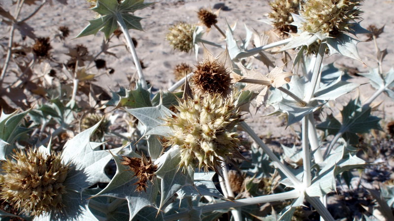 Eryngium maritimum