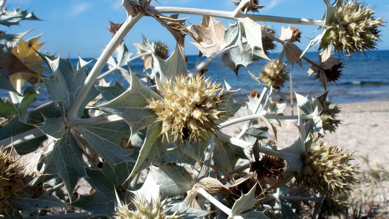 Eryngium maritimum