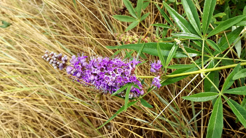 Vitex agnus-castus