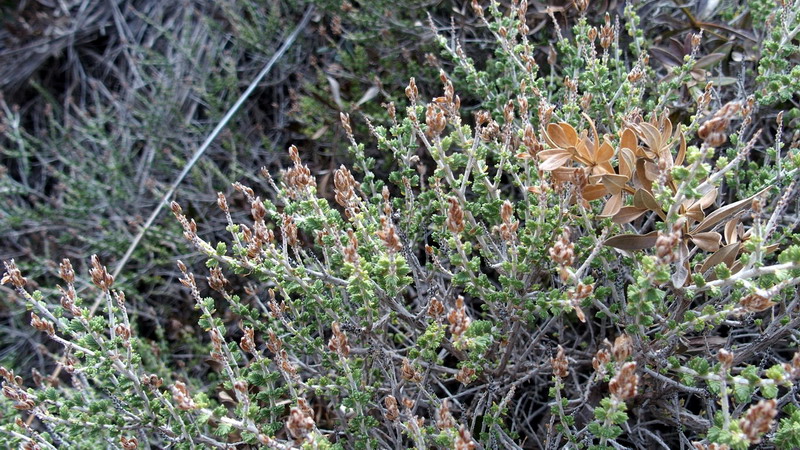 Thymbra capitata