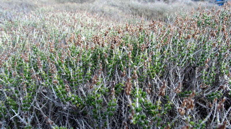 Thymbra capitata