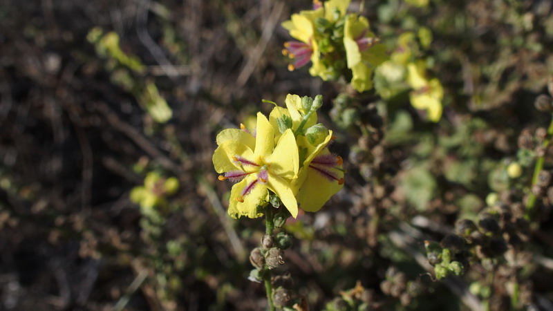 Pianta 25 - Verbascum sp.
