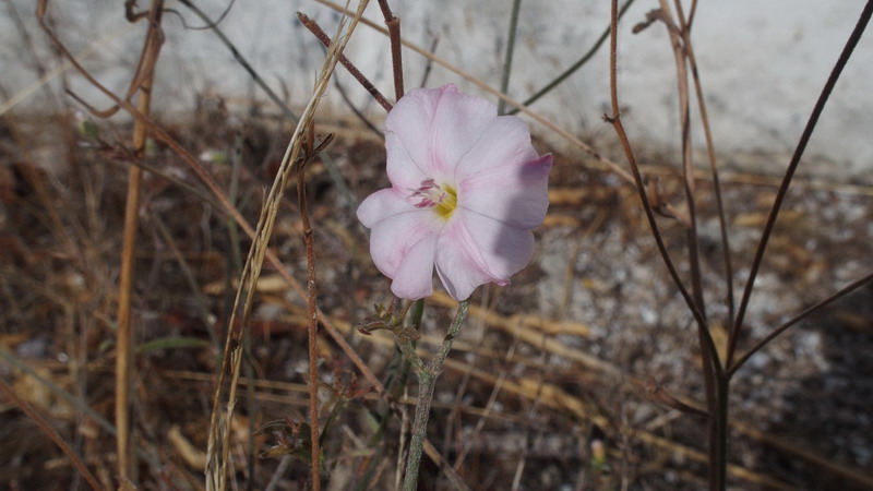 Pianta 26 - Convolvulus cfr. cantabrica