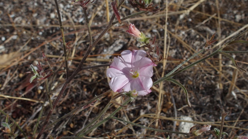 Pianta 26 - Convolvulus cfr. cantabrica