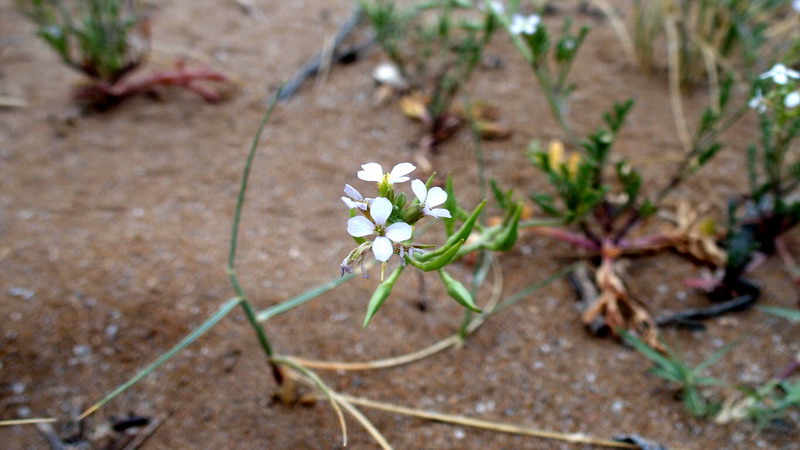 Cakile maritima / Ravastrello