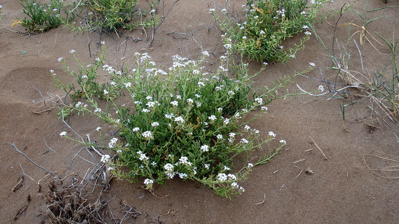 Cakile maritima / Ravastrello