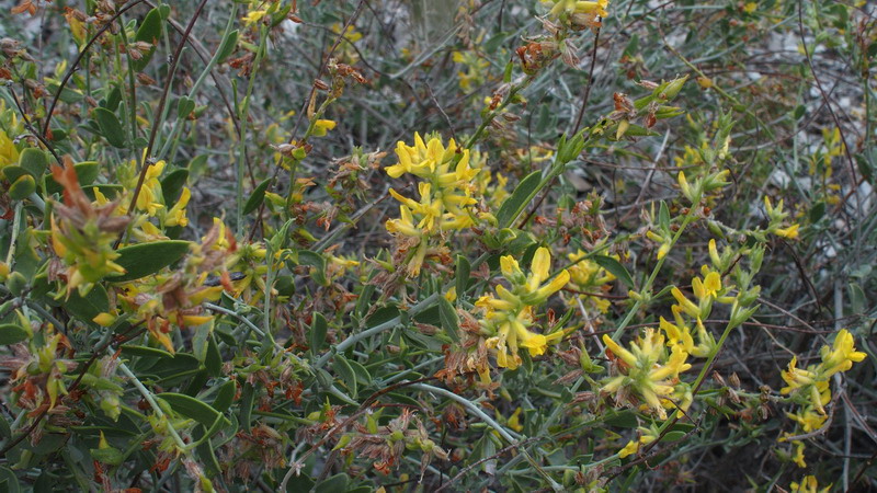 Dall''Andalusia:  Anthyllis cytisoides